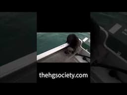 Surprise Visitor: An Otter Hops Into My Boat!