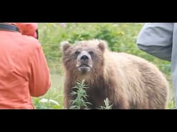 Timothy Hilston Was Killed By These Three Grizzlies