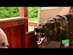 Turn On & Off Trained Protection Dog by K9 Ambassador