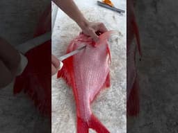 This Exotic Fish is delicious! I cut this beautiful Alfonsino on the one and only @KillerDock