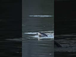 River otter eating crayfish