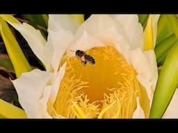 ABELHA RETIRANDO PÓLEN EM FLOR DE PITAYA