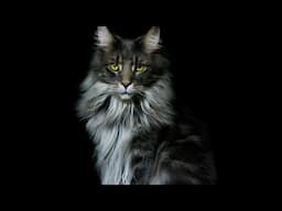 16 REASONS to Get a #MaineCoon