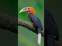 Rufous-necked Hornbill #latpanchar #hornbill #shorts