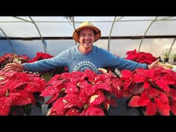 How to Keep Your Poinsettias Alive! (And Blooming Again!)