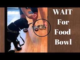 3 Simple Steps To Train Your Dog To Wait For Food Bowl