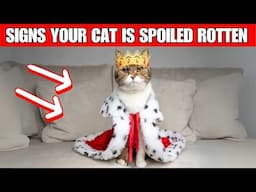 11 signs that your cat is spoiled rotten