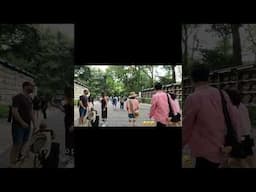 Sake Barrels at Meiji Jingu Shrine #travel #travelvlog #japaneseculture #tourist #traveltips