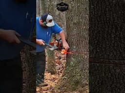 Felling Red Oak With Stihl MS 660