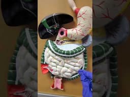 Digestive System Human Model 1