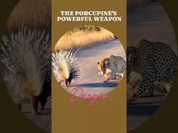 THE PORCUPINE'S POWERFUL WEAPON #porcupine #leopard #dog #shorts