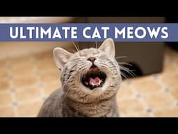 Ultimate VIDEOS Of MEOWING CATS - Cute, Angry and Happy Cats MEOWING!