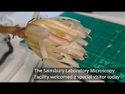 Moonflower goes under the microscope at Cambridge University Sainsbury Laboratory