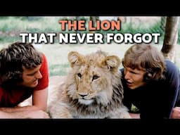 The TOUCHING STORY of CHRISTIAN the LION 🦁🏙️🌿 A TRUE STORY of FRIENDSHIP