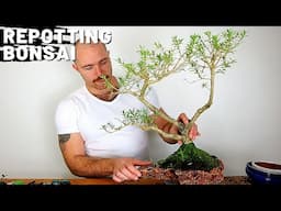 Repotting my Bonsai | Spring Update