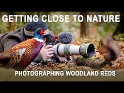 Photographing Red Squirrels - PURE JOY!