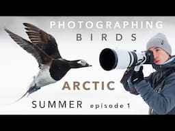 Arctic Bird Photography ⎸ Snow in the Summer!