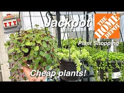 Planty Vlog | Plant Shopping, Repotting, & Building a Plant Stand from Amazon!