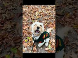 results from the adorable puppy fall photoshoot! 😍🍁🍂 #cavapoo