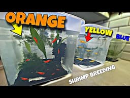 Breeding COLORFUL Shrimp (For Profit)