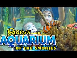 Ripley's Aquarium of the Smokies, Gatlinburg Review 2024, Sharks, Ocean Animals, Video for Kids