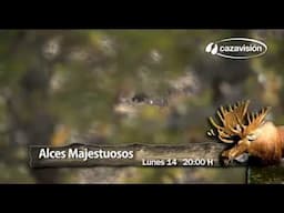 Alces Majestuosos