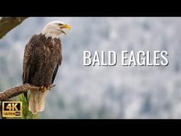 Bald Eagles of Coeur d'Alene, Idaho