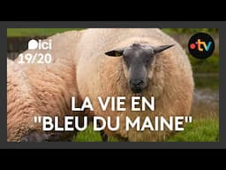 Agriculture :  Didier, éleveur de moutons, voit la vie en "Bleu du Maine"