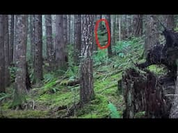 Prospector Terrorized by Yukon Bigfoot near Haines Junction