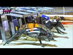 Greyhound Racing - Track Race 480m | 4K Ultra HD