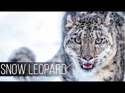 SNOW LEOPARD: Majestic  King of the Mountains! Grace, Stealth, and Survival