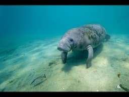 4ocean Helps Save the Manatee Club