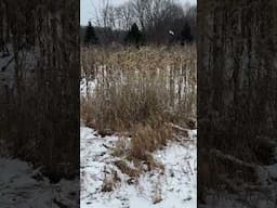 What is the tall clump of grass mixed in with my Switchgrass?