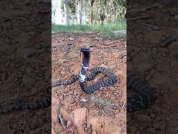 The venomous Rinkhals, a snake that spits venom or plays dead when scared