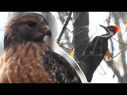 🎄 Pigeon the Red-Shouldered Hawk & PILEATED WOODPECKER!!! 🎄 Vlogmas 2021 • Day 13