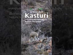 In Search of Kasturi: Tale of Enigmatic Himalayan Musk Deer | @RoundglassSustain #Shorts