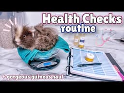 GUINEA PIG VLOG 🩺🐹 | health checks + mini haul