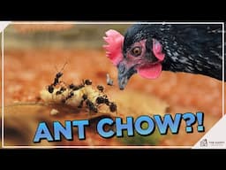 Do Chickens Eat Ants? 🐔