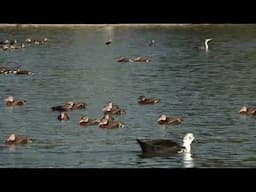 Whistling Ducks on the Pond