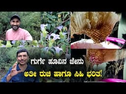 ವಾಹ್!! ಅಪರೂಪದಲ್ಲೇ ಅಪರೂಪ ಗುರ್ಗೆಕಟ್ಟೆ ಜೇನು! Unique Flower, Unique Honey | Honey Harvesting Full Video