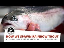 How We Spawn Rainbow Trout