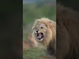 When the beast is coming #africanlionsafari #shortsyoutube #animals #lion