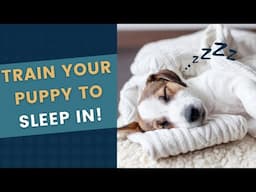 How to Train Your Puppy to Sleep In - Tips for Later Mornings