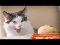 New Funniest Cats And Dogs Videos 😁 Best Of The 2024 Funny Animal Videos 😁 - Cutest Animals Ever