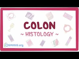 Colon: Histology