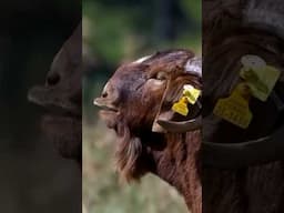 Boer goats