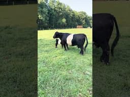 Belted Galloway Homestead