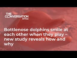 Bottlenose dolphins smile at each other when they play – new study reveals how and why