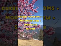 Taiwan's Stunning Cherry Blossoms And Sunrise Over Mountain Views