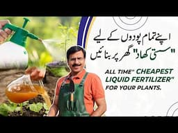 All time "Cheapest Liquid fertilizer" For Your All Plants | Gardening With Javed Iqbal